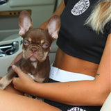 LOCAL SKANK WOMENS SHORTS